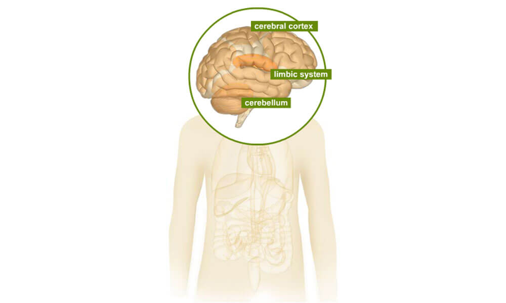 Human body illustration highlighting the cerebral cortex, limbic system and cerebellum